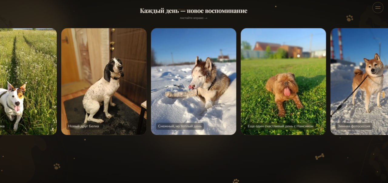 Галерея фото собак на сайте «Как дома»